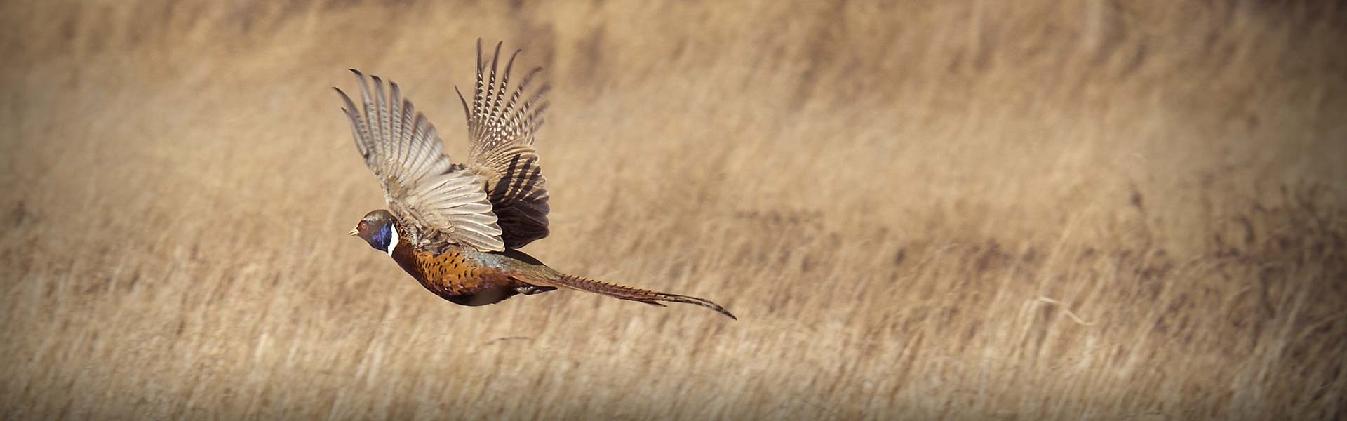 Guided South Dakota Pheasant Hunting