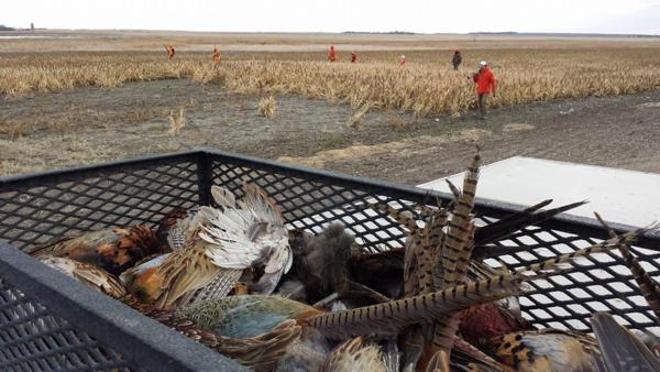 Pheasant Hunting Photo