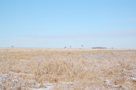 Pheasant Hunting Photo