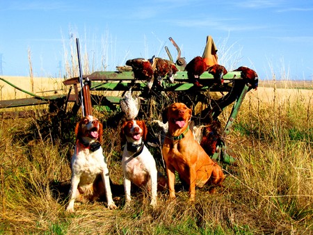 Pheasant Hunting Photo