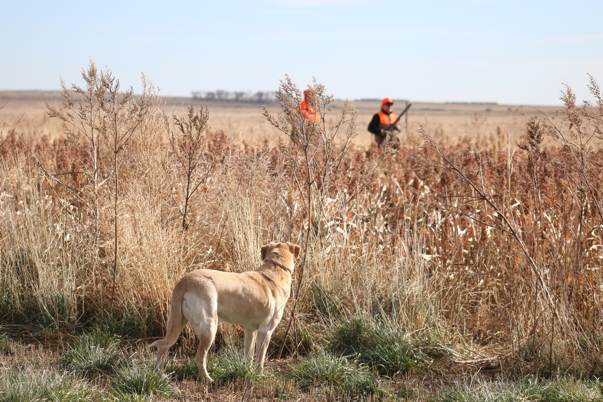 Pheasant Hunting Photo