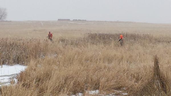 Pheasant Hunting Photo