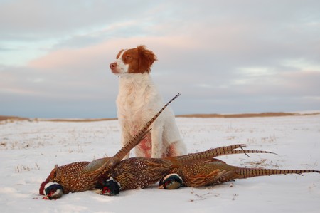 Pheasant Hunting Photo