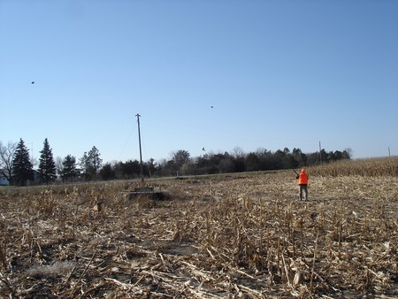 Pheasant Hunting Photo